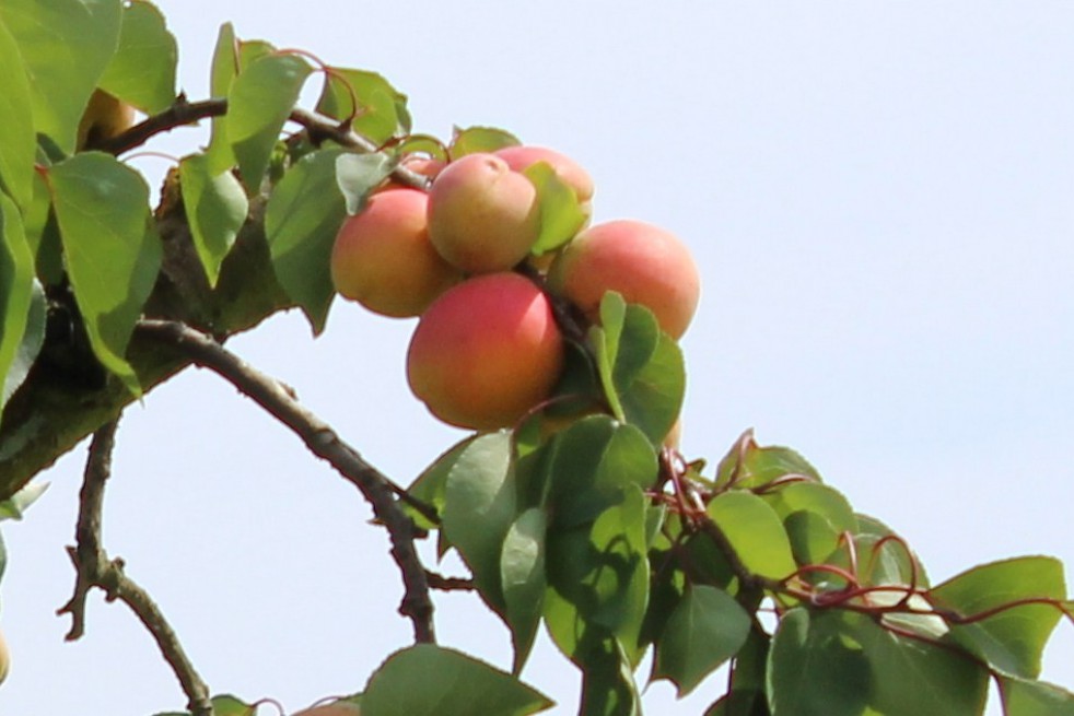 Apricot Pêche de Nancy