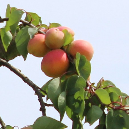 Apricot Pêche de Nancy
