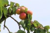 Apricot Pêche de Nancy