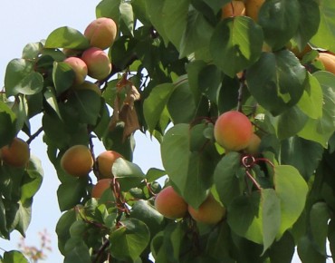 Apricot Pêche de Nancy