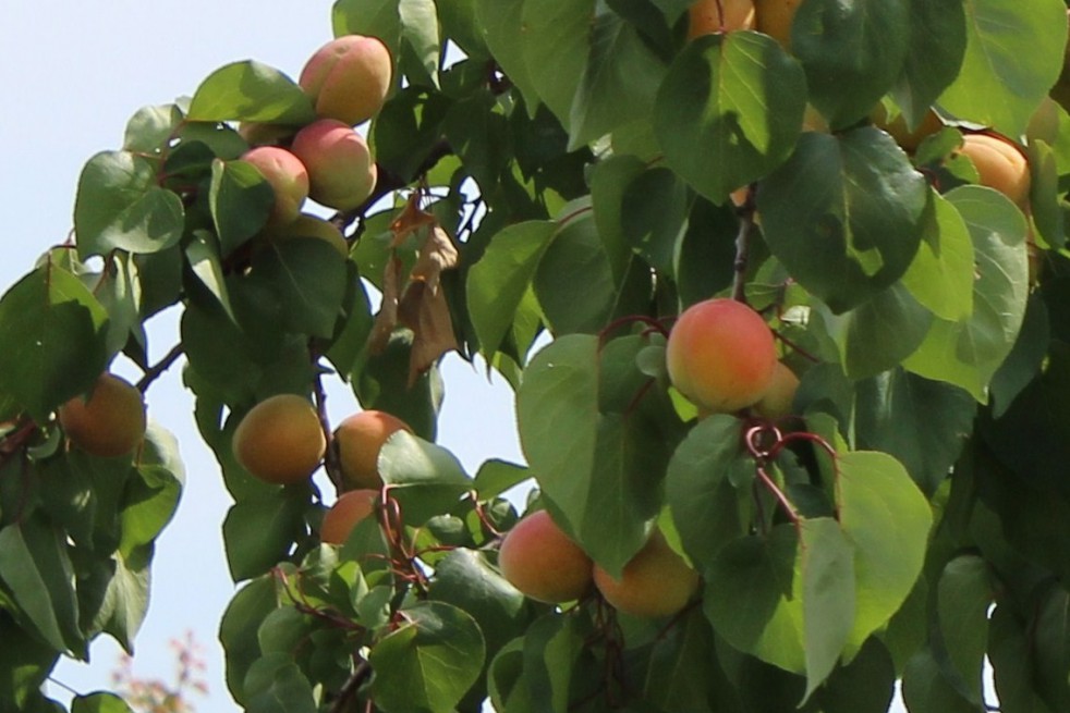 Abricotier Pêche de Nancy - Prunus Armeniaca