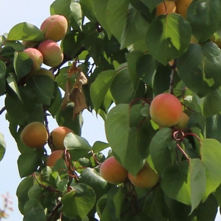 Apricot Pêche de Nancy