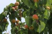 Abricotier Pêche de Nancy - Prunus Armeniaca