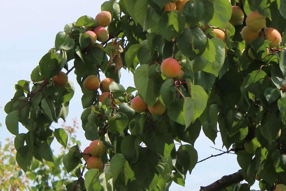 Abricotier Pêche de Nancy - Prunus Armeniaca