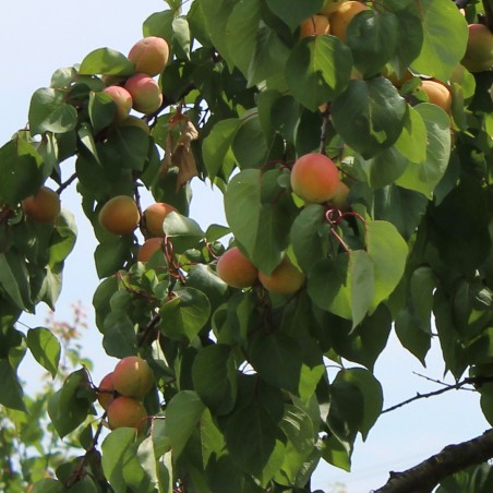 Abricotier Pêche de Nancy - Prunus Armeniaca