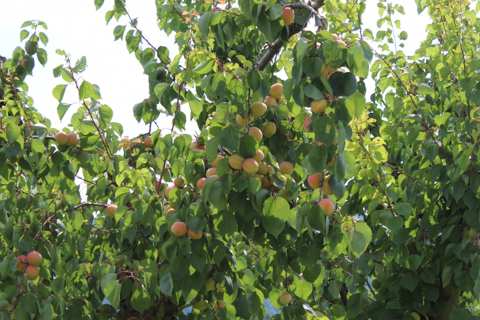 Abricotier Pêche de Nancy - Prunus Armeniaca