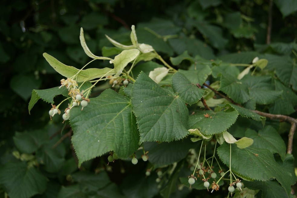 Graines de Tilleul à petites feuilles - Semences de Tilia cordata