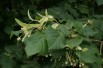 Tilleul à infusion - Tilia Cordata