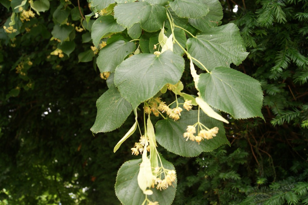 Tilleul à petites feuilles - Vente Tilia cordata
