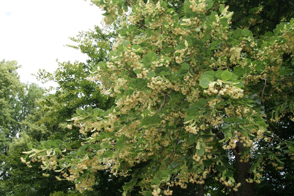 Tilleul à petites feuilles - Tilia cordata - Le Jardin du Pic Vert