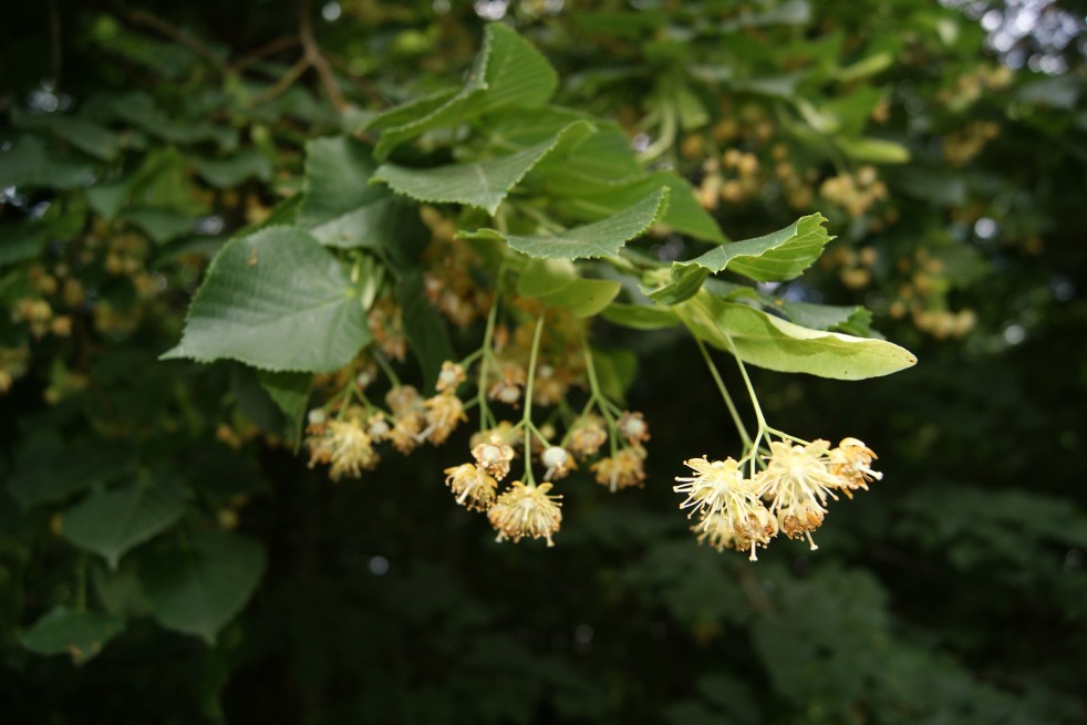 Tilleul à petites feuilles - Tilia cordata - Le Jardin du Pic Vert