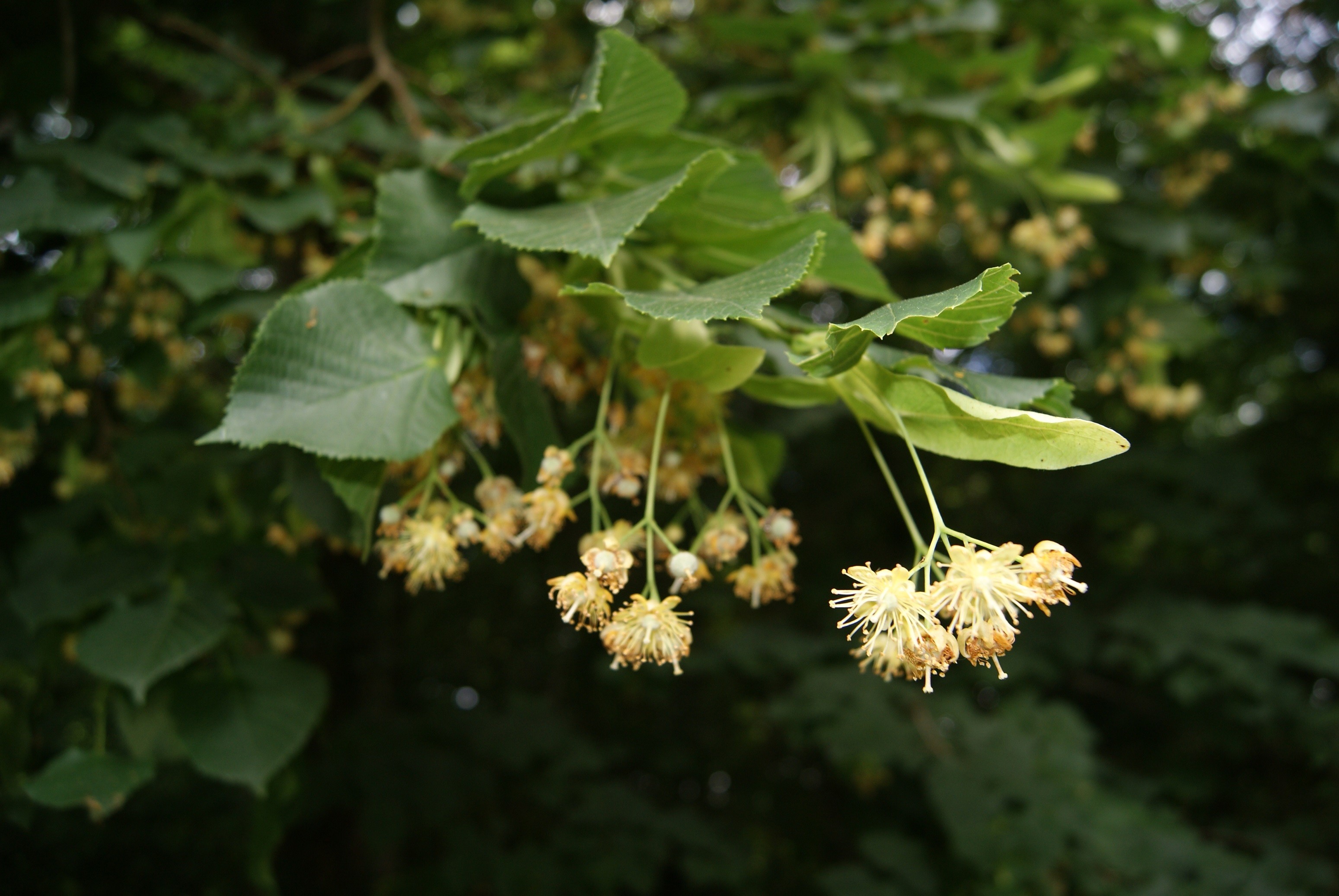 Small-leaved lime