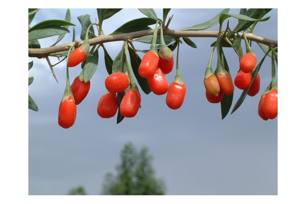 Goji - Lycium_barbarum(auteur:Paul144) Goji - Lycium_barbarum(auteur:Paul144)