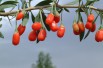 Goji - Lycium_barbarum(auteur:Paul144)