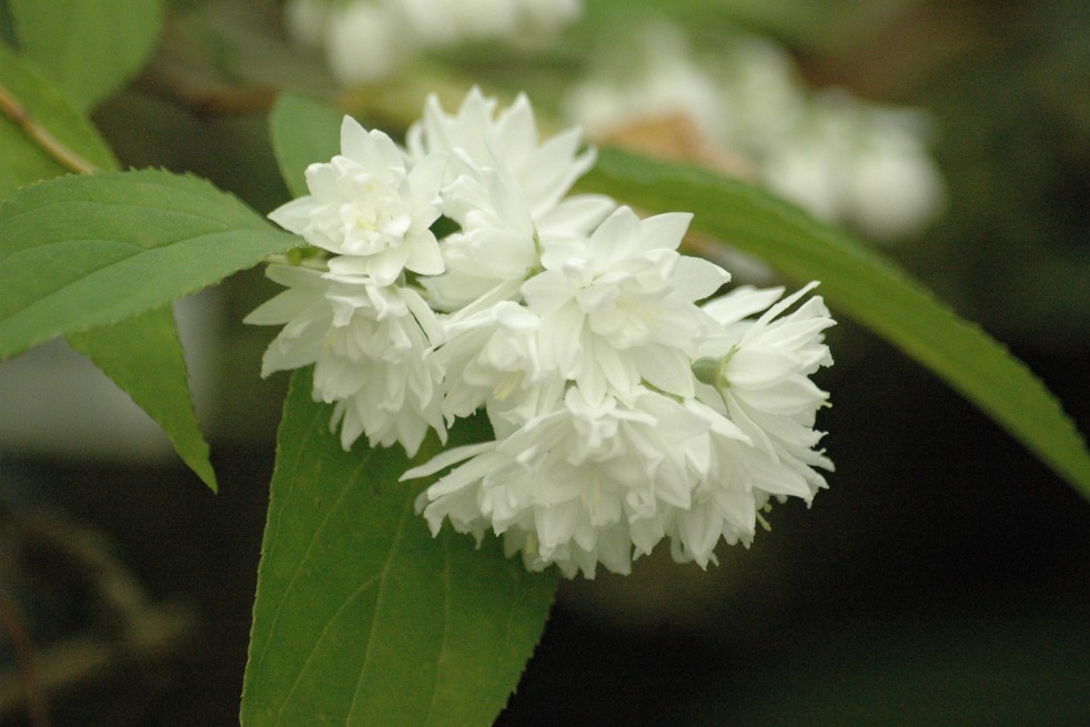 Deutzia Magnifica