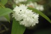 Deutzia Magnifica