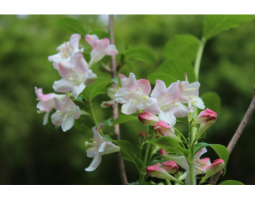 Weigela Rosea