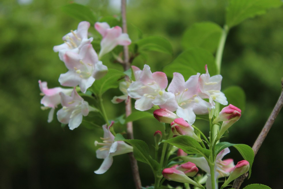 Weigela Rosea Weigela Rosea