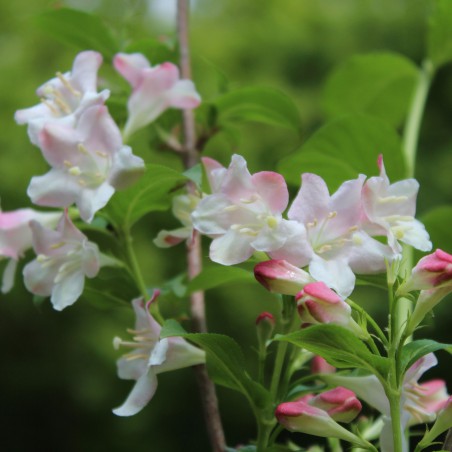 Weigela Rosea