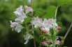 Weigela Rosea