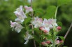 Weigela Rosea Weigela Rosea