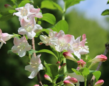 Weigela Rosea