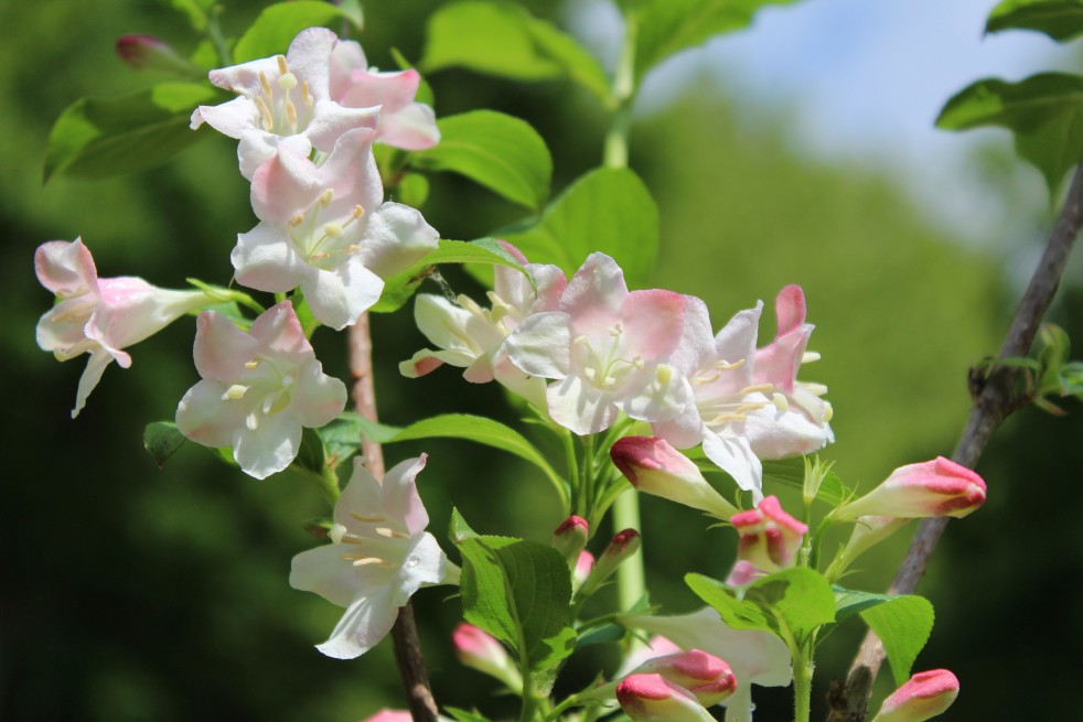 Weigela Rosea Weigela Rosea
