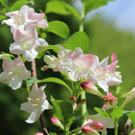 Weigela Rosea