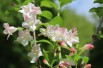 Weigela Rosea