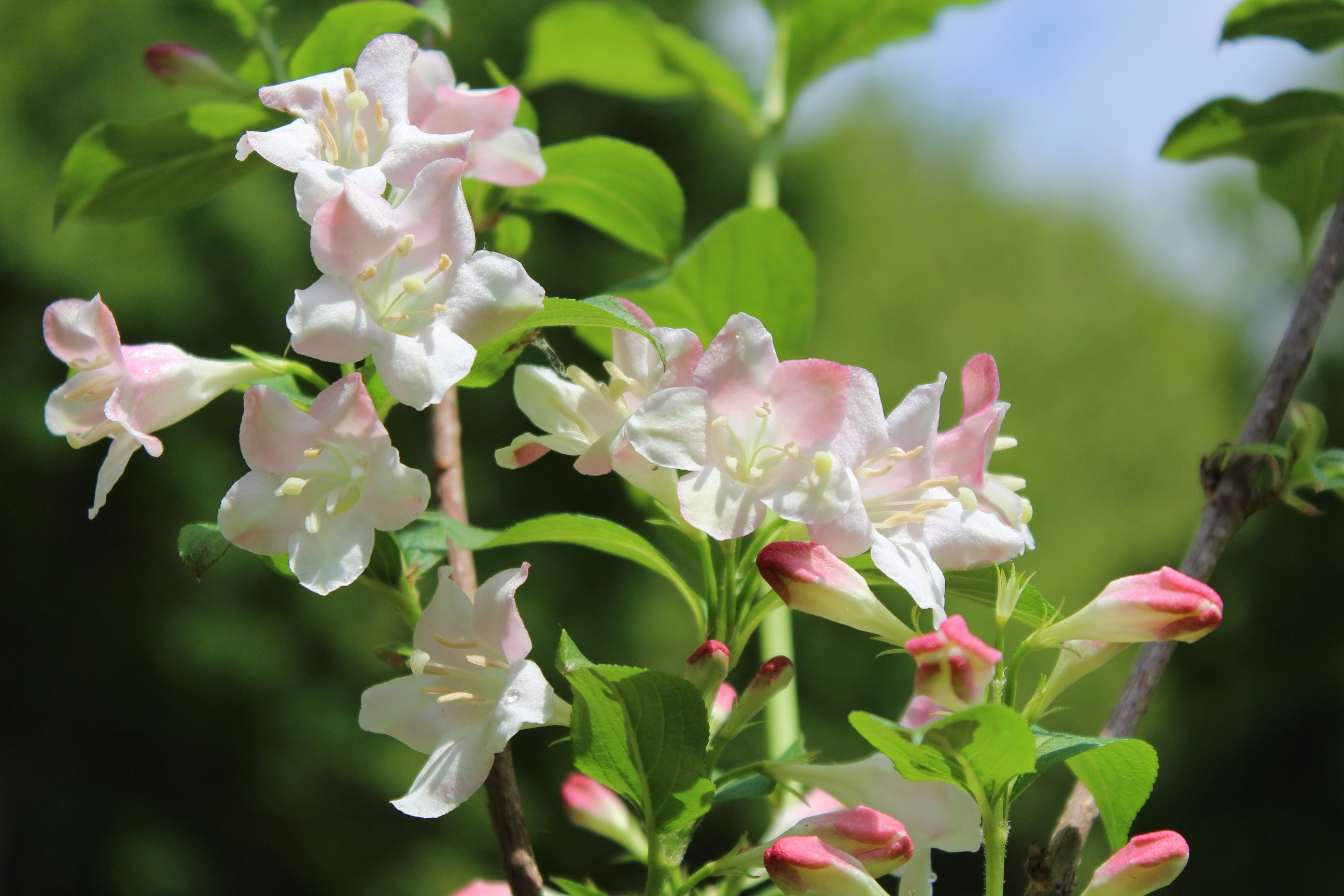 Rose Weigelia