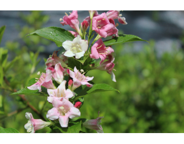 Weigela Rosea
