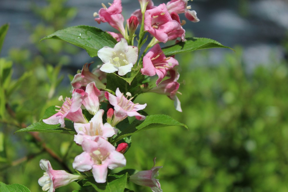 Weigela Rosea Weigela Rosea