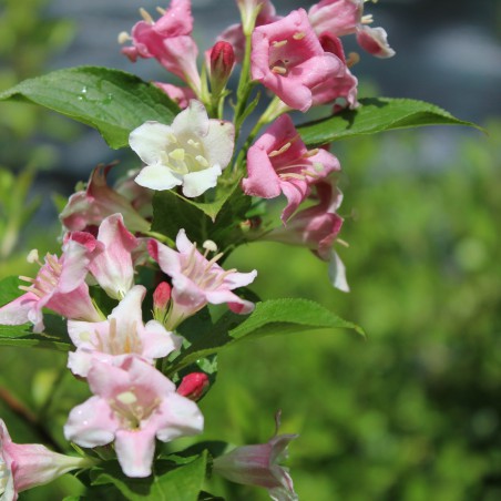 Rosa Weigelie Weigela Rosea