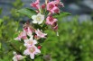 Weigela Rosea Weigela Rosea