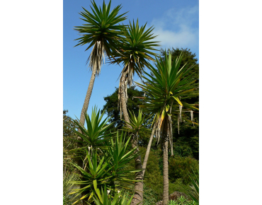 Yucca_à_feuille_d_Aloè - Yucca_Aloifolia (auteur:Stan Shebs) https://creativecommons.org/licenses/by-sa/3.0/legalcode.fr