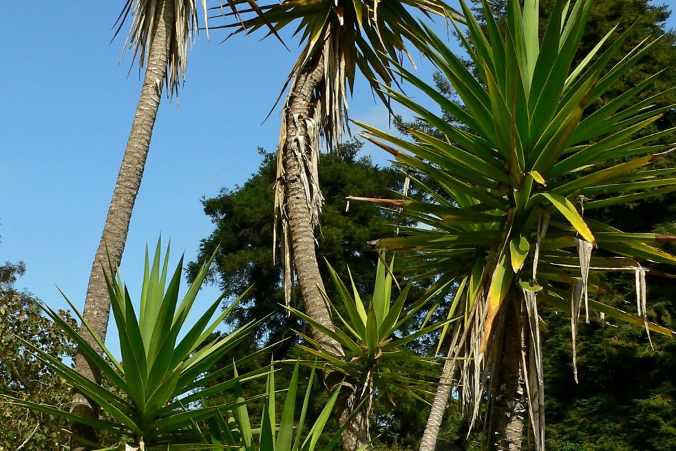 Aloe yucca
