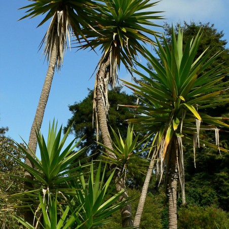 Yucca_à_feuille_d_Aloè - Yucca_Aloifolia (auteur:Stan Shebs) https://creativecommons.org/licenses/by-sa/3.0/legalcode.fr