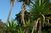 Aloe yucca