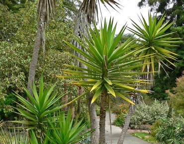 Yucca_à_feuille_d_Aloè - Yucca_Aloifolia (auteur:Stan Shebs) https://creativecommons.org/licenses/by-sa/3.0/legalcode.fr