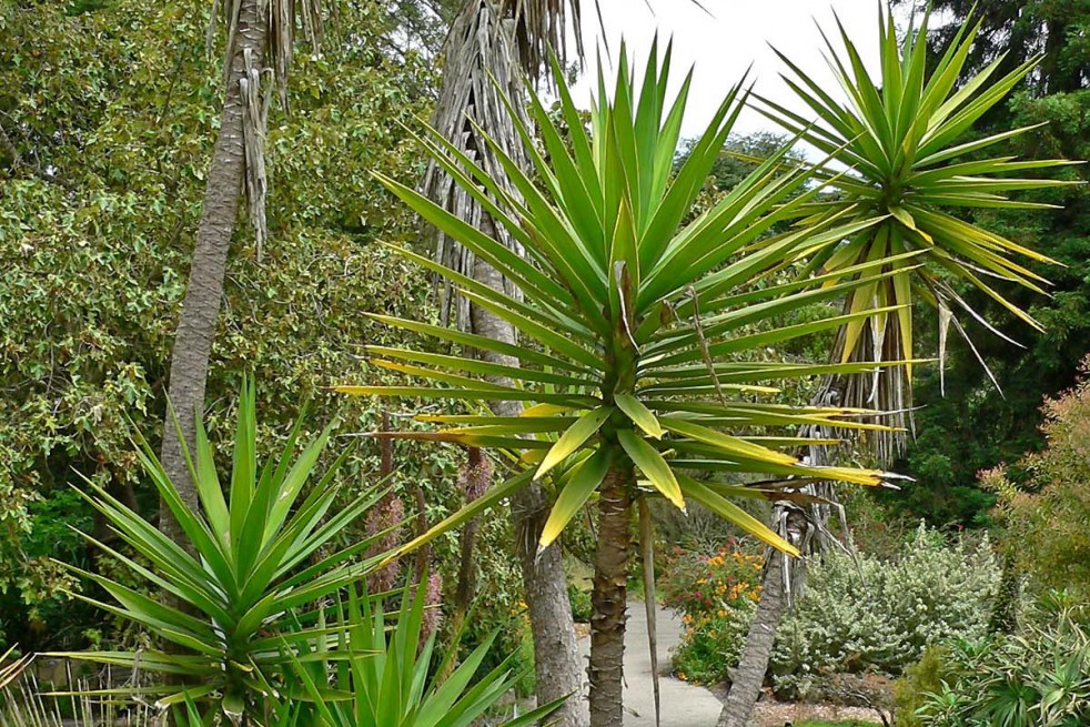 Aloe yucca