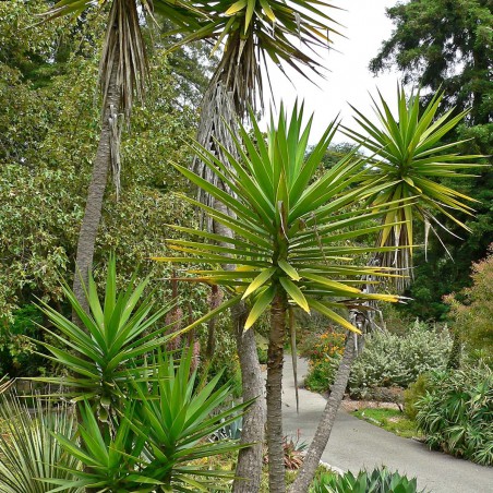 Yucca_à_feuille_d_Aloè - Yucca_Aloifolia (auteur:Stan Shebs) https://creativecommons.org/licenses/by-sa/3.0/legalcode.fr