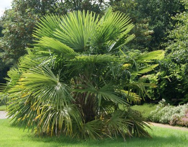 Chinese waaierpalm