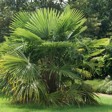 Chinese waaierpalm