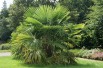 Chinese windmill palm