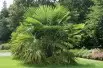 Palmier de Chine - Trachycarpus Fortunei