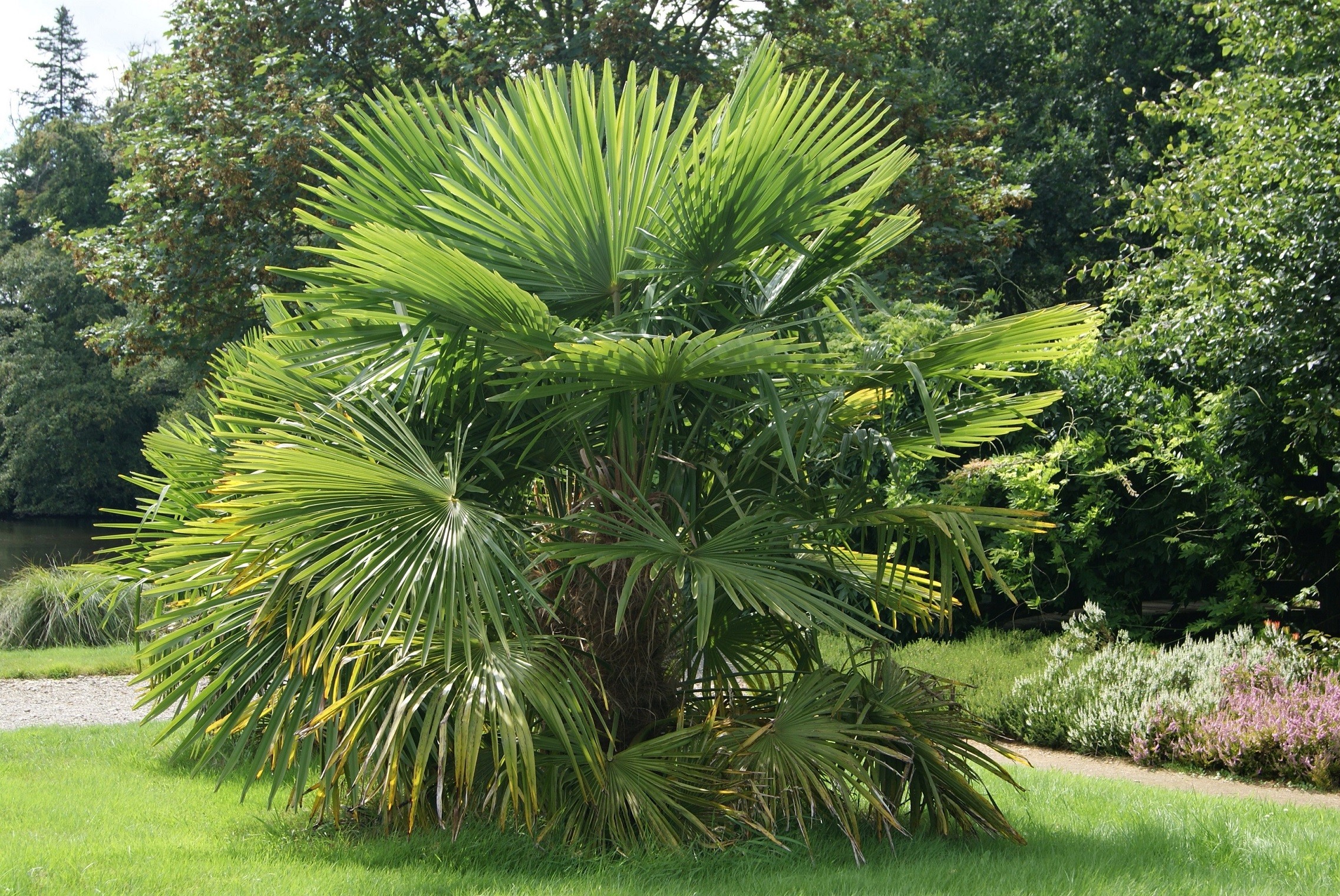 Chinese windmill palm