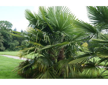 Palmier de Chine - Trachycarpus Fortunei