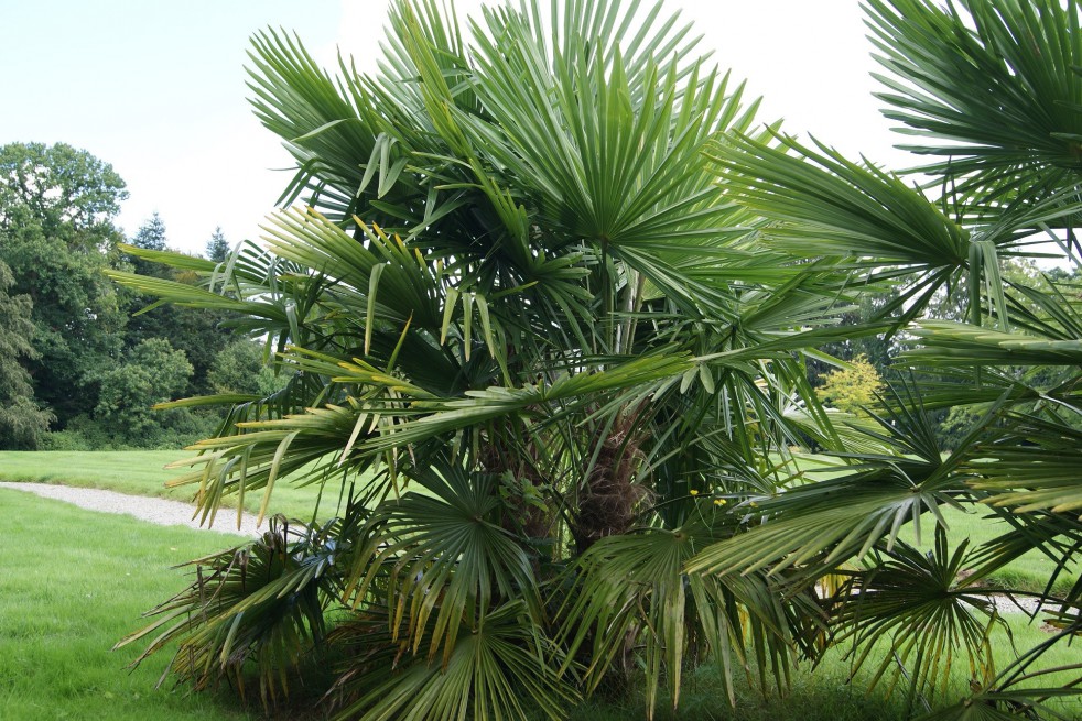 Chinese windmill palm