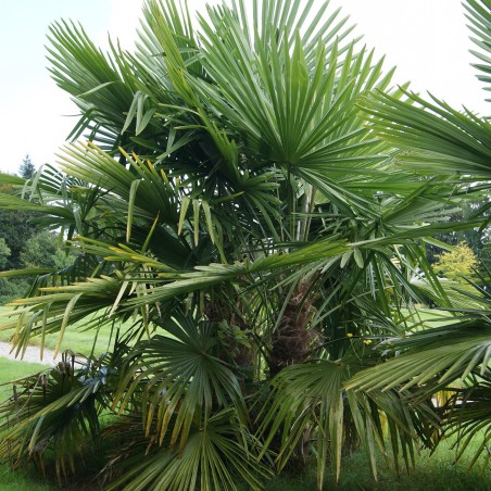 Chinese windmill palm