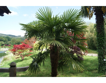 Palmier de Chine - Trachycarpus Fortunei